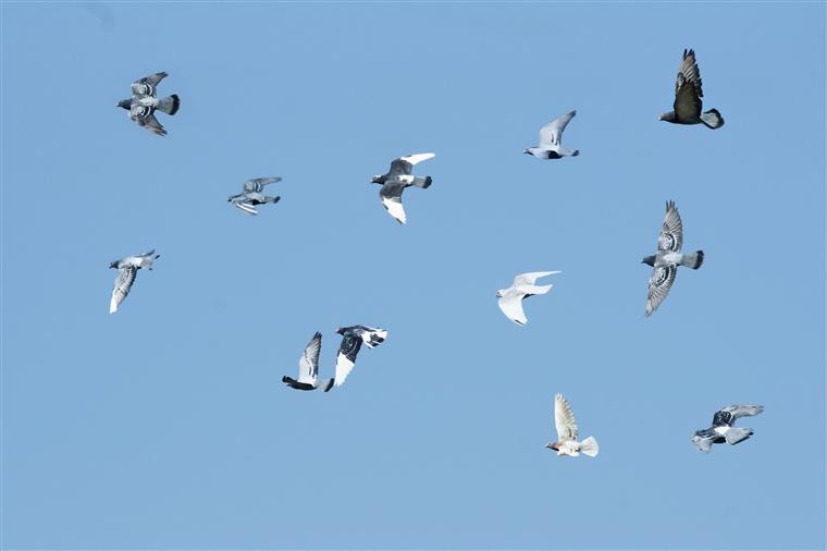 Parlamento aprova fim do tiro às aves em cativeiro