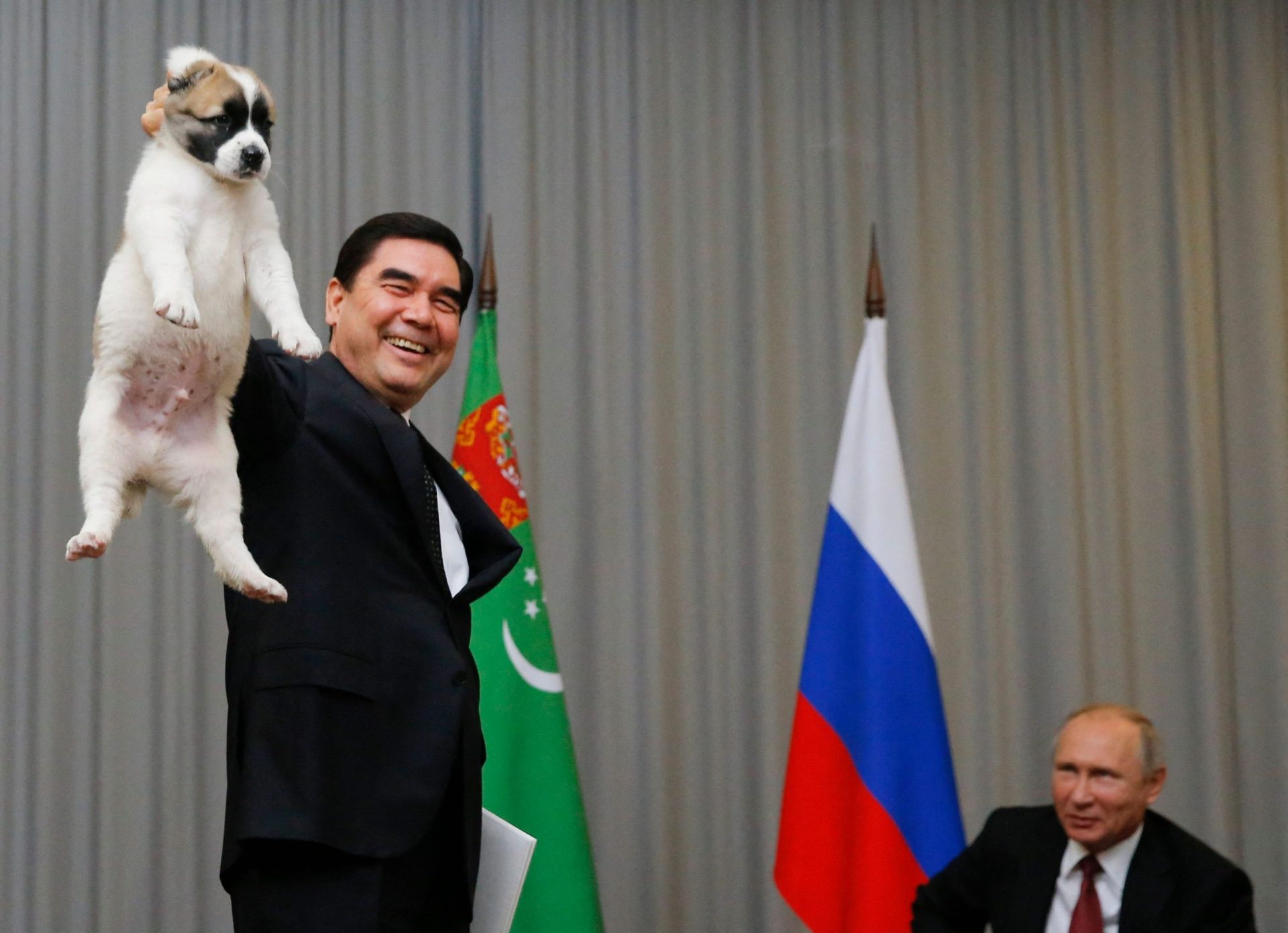 Depois de estátua de ouro, líder do Turquemenistão cria feriado para raça de cães nacional