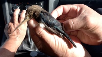 Brasil. Jovem foi perfurado na garganta por pássaro e teve de percorrer quilómetros para pedir socorro