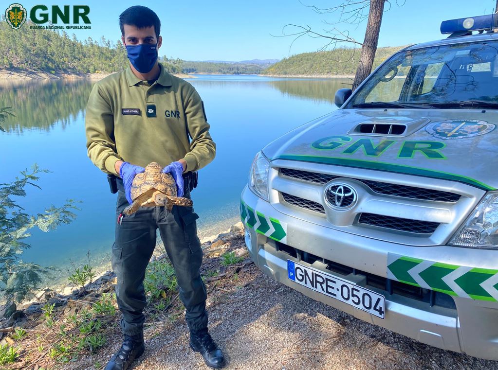 GNR resgata tartaruga leopardo africana que vagueava na via pública em Pedrógão Grande