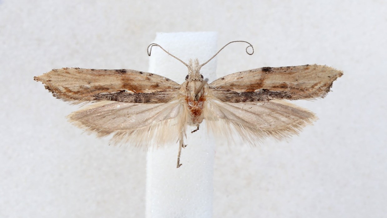 Descoberta nova espécie de borboleta noturna no Alentejo