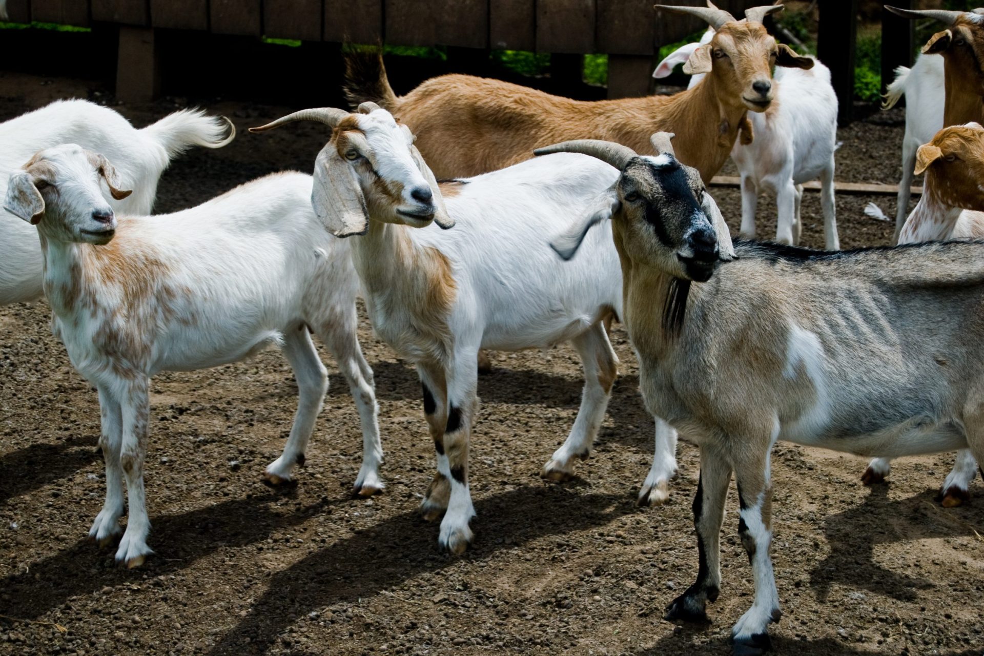 Relâmpago mata mais de 60 cabras em Arcos de Valdevez