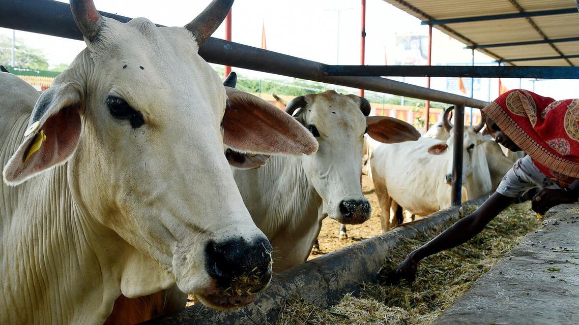 Médicos preocupados com banho de fezes de vaca para curar covid-19 na Índia