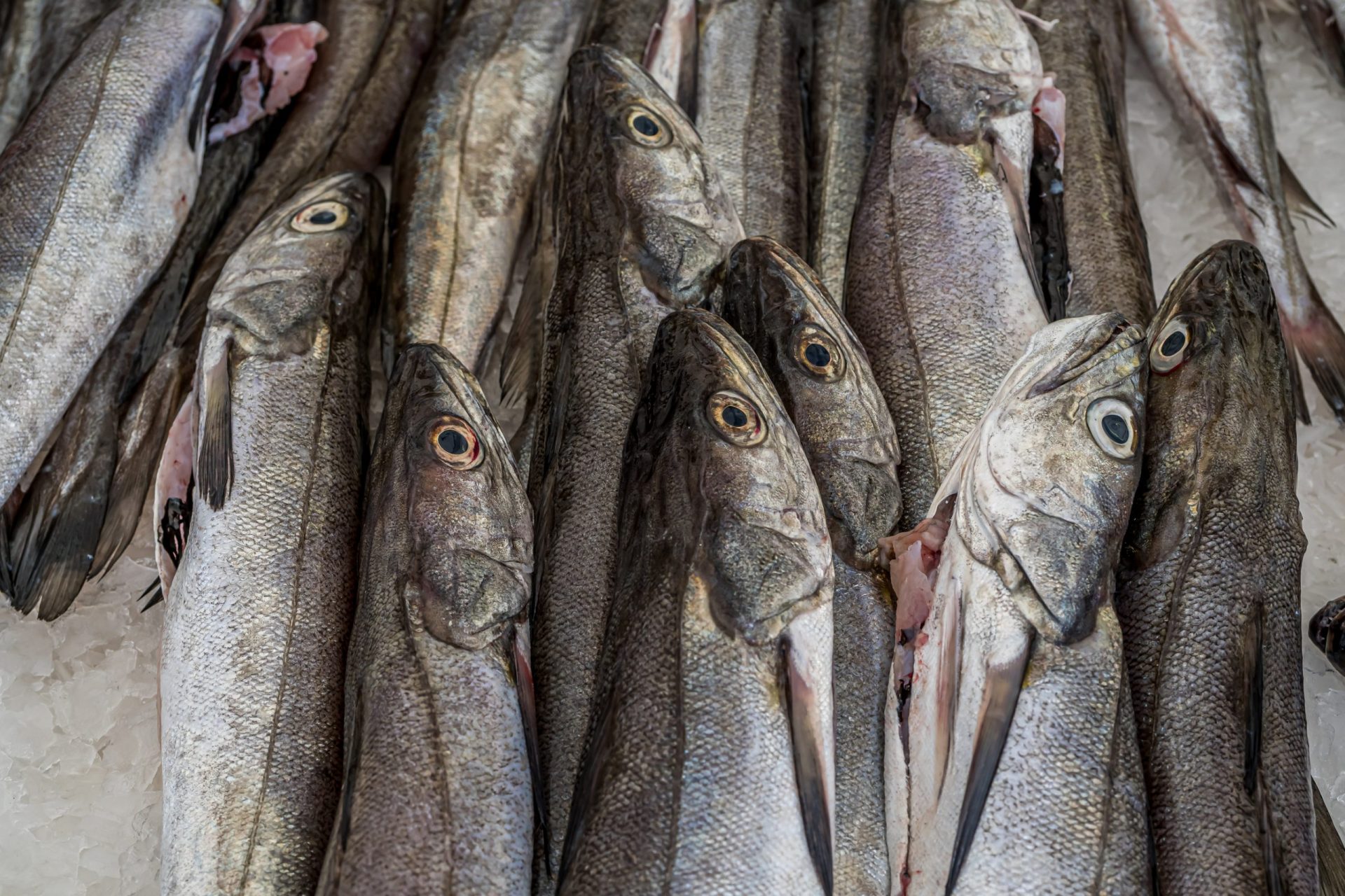 GNR multa homem que tinha em posse 104 quilos de pescada subdesenvolvida na Nazaré