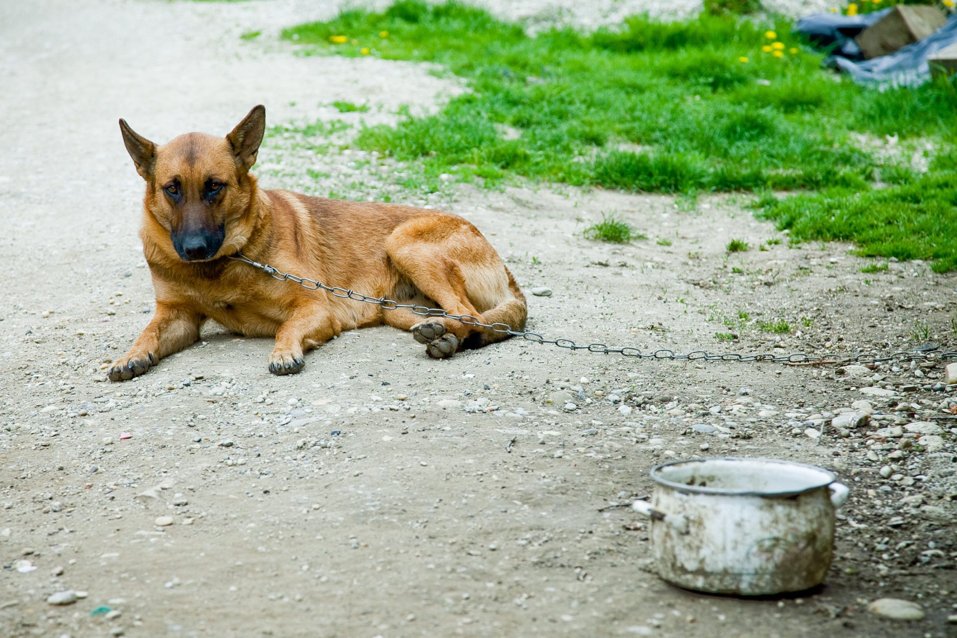 Cadáveres de nove cães encontrados dentro de arcas congeladores e armários de uma casa em Loures