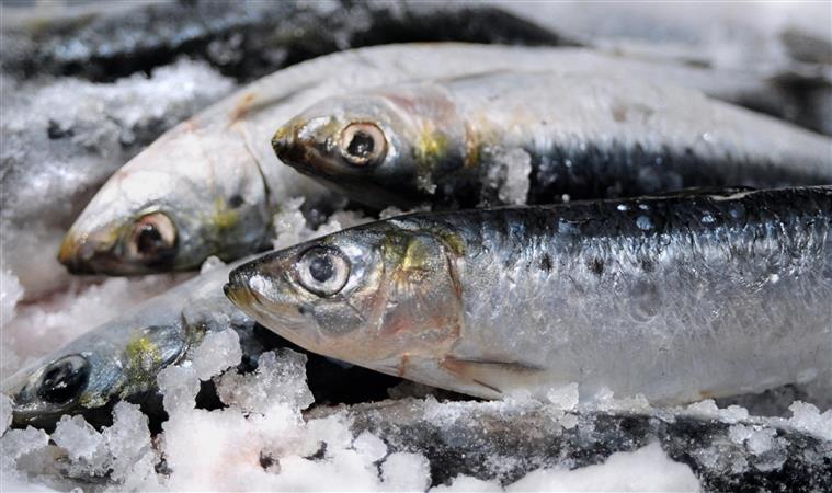 Captura de sardinha em Portugal e Espanha não deve ultrapassar as 40.434 toneladas