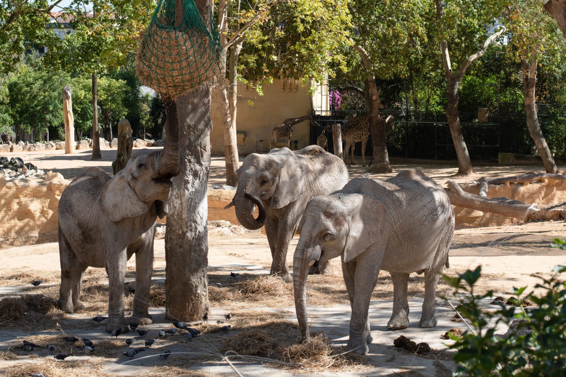 Jardim Zoológico de Lisboa. Mais espaço para os elefantes-africanos-de-savana