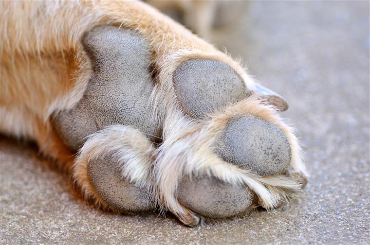 Cachorrinho de cinco meses resgatado após denúncia nas redes sociais