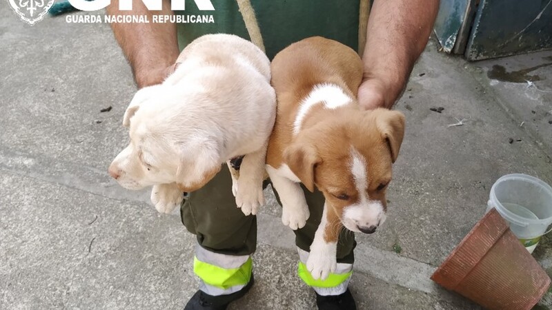 Braga. GNR resgata cinco cães presos e abandonados em habitação