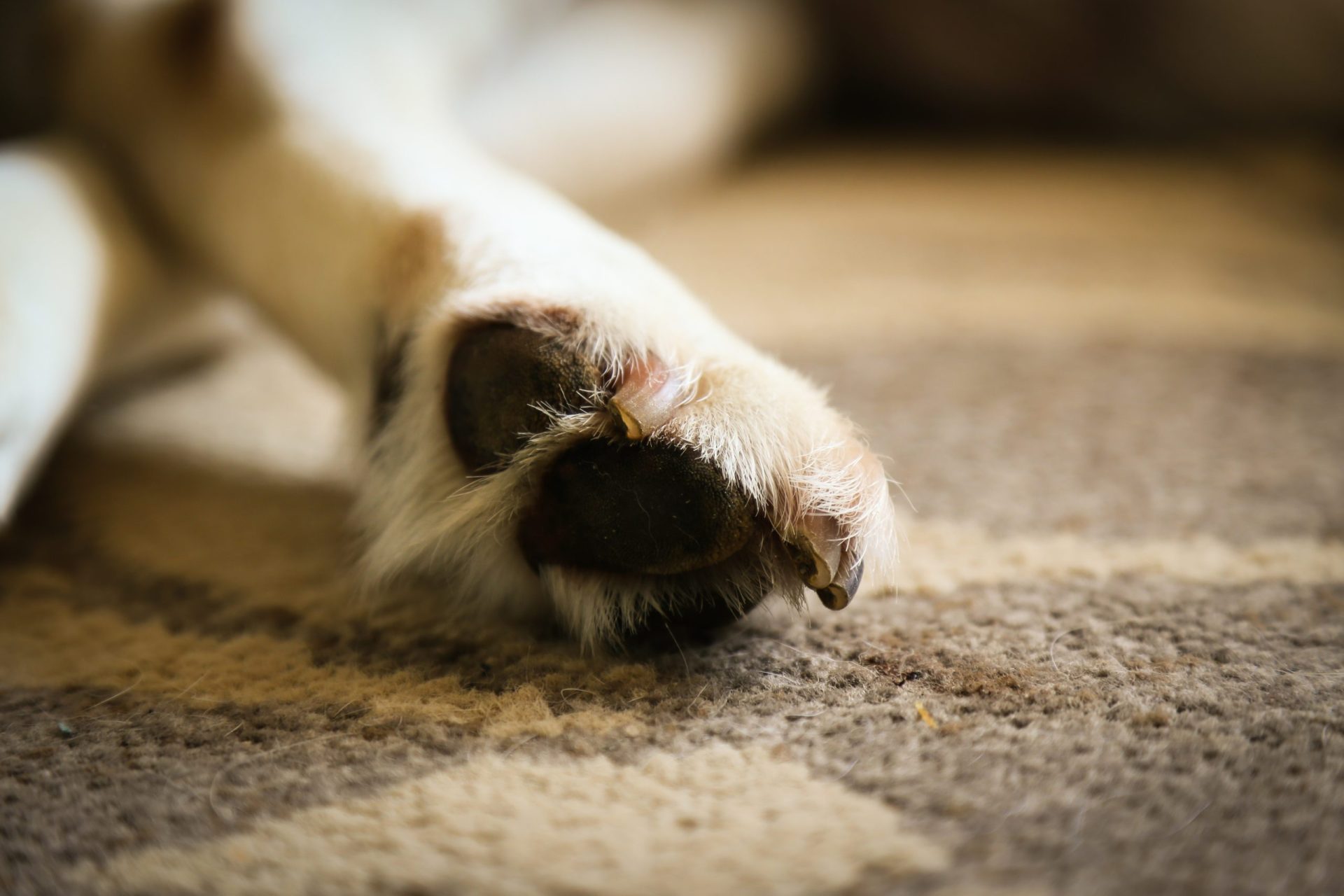 Almada. Cão ataca donos e faz três feridos