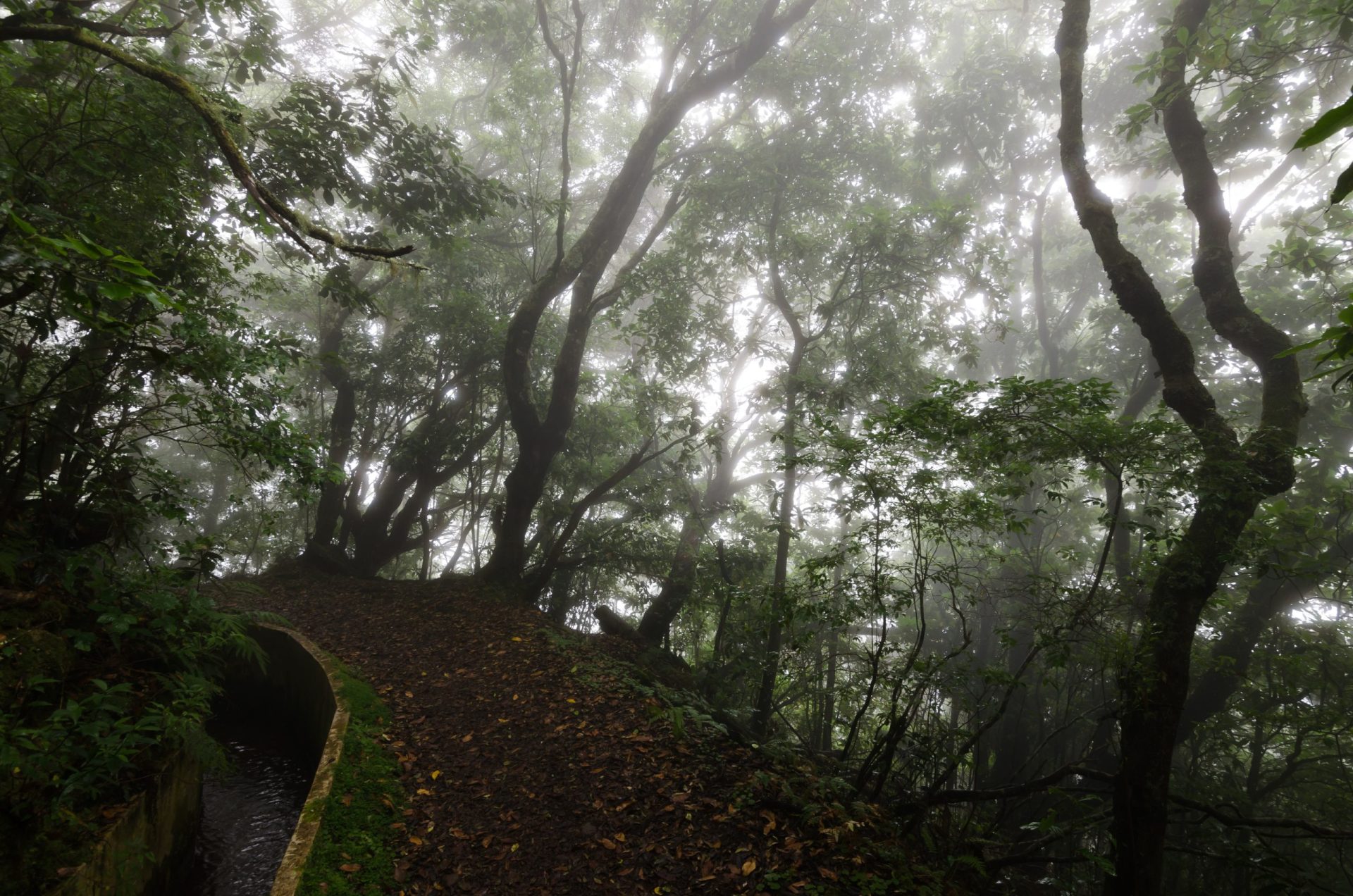 Turísta suíço morre depois de cair num percurso pedestre na Madeira