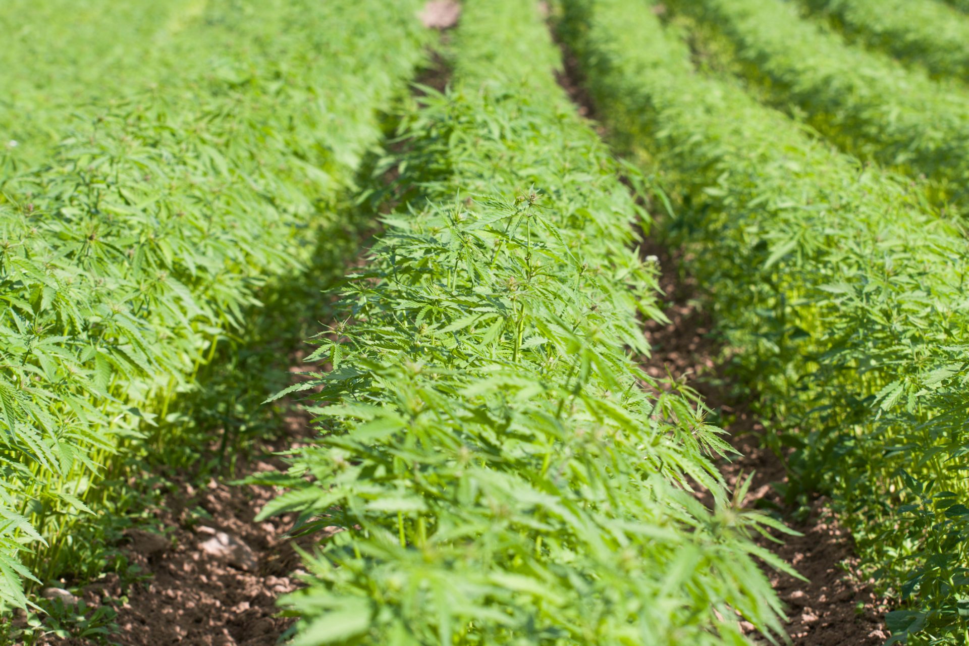 Açores. PJ detém dois homens por cultivo ilegal de canábis e suspeita de tráfico de droga