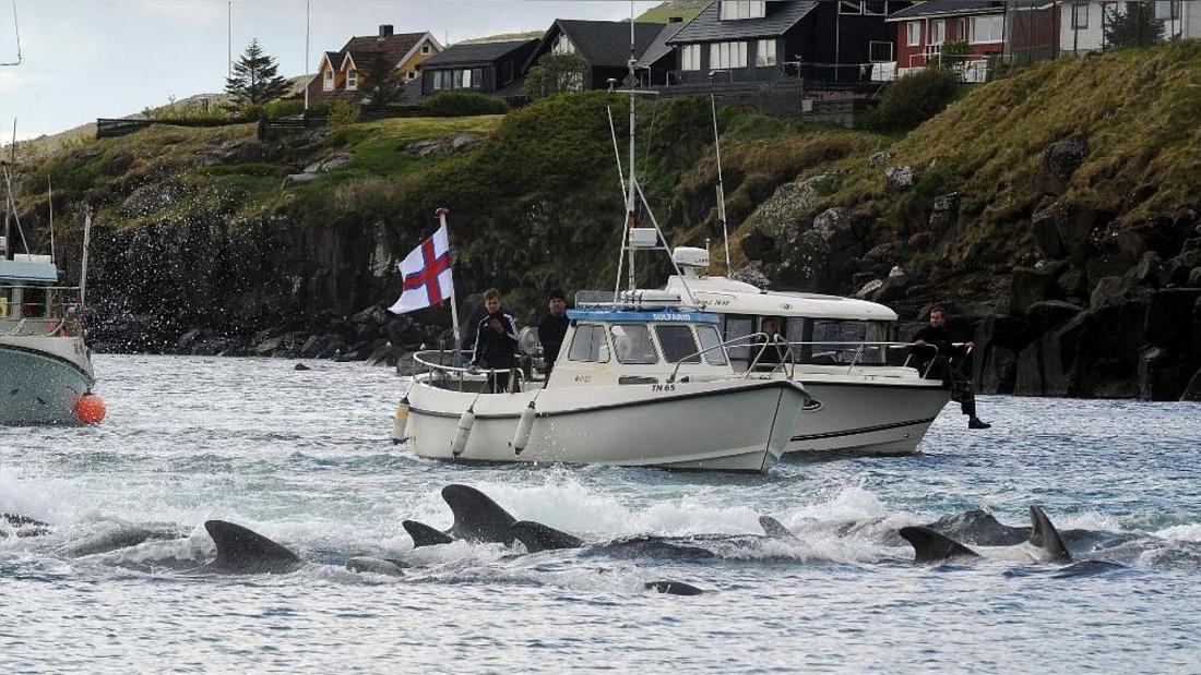 Ilhas Faroé. Abatidos mais de 1.400 golfinhos num só dia