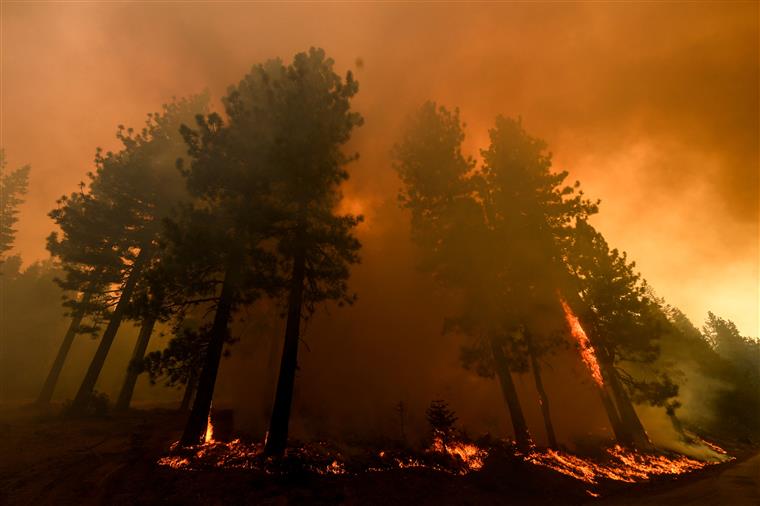 Incêndios. Principais causas são uso negligente e fogo posto