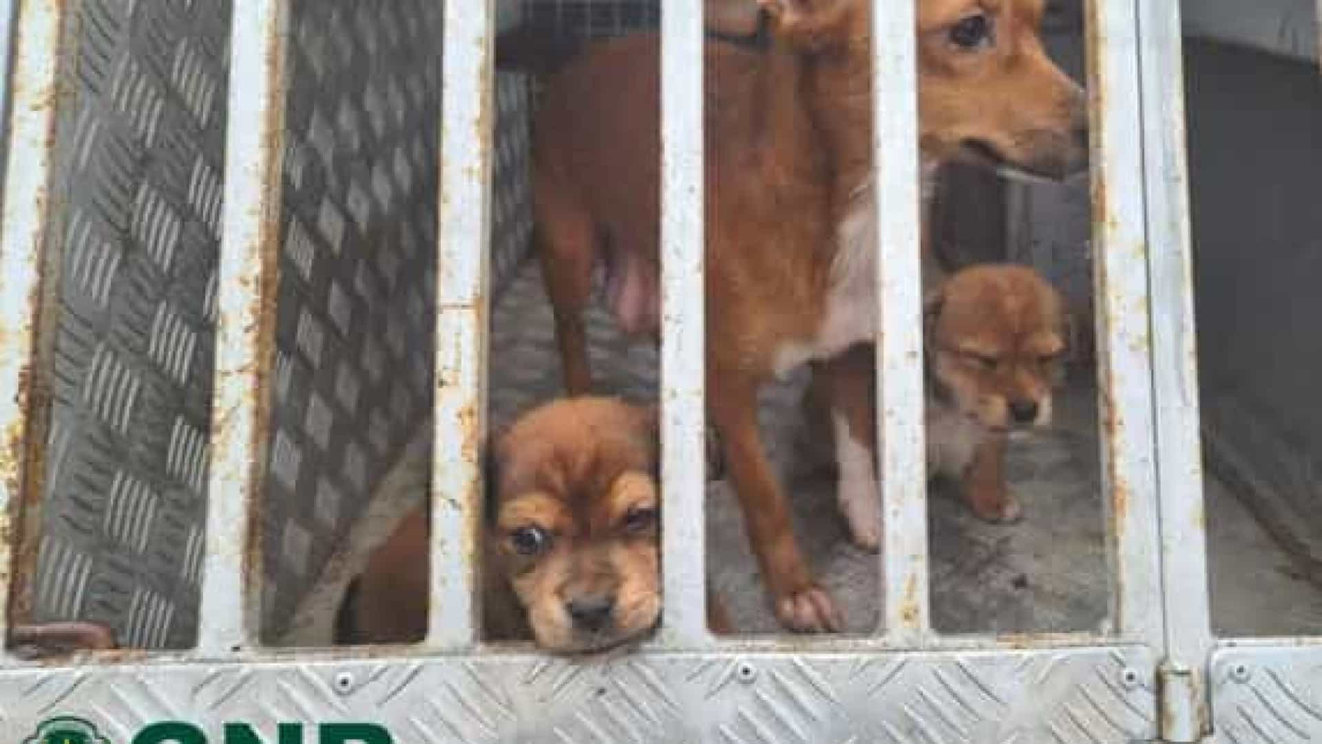 GNR resgata três cães que estavam subnutridos e fechados sem condições de higiene em anexo