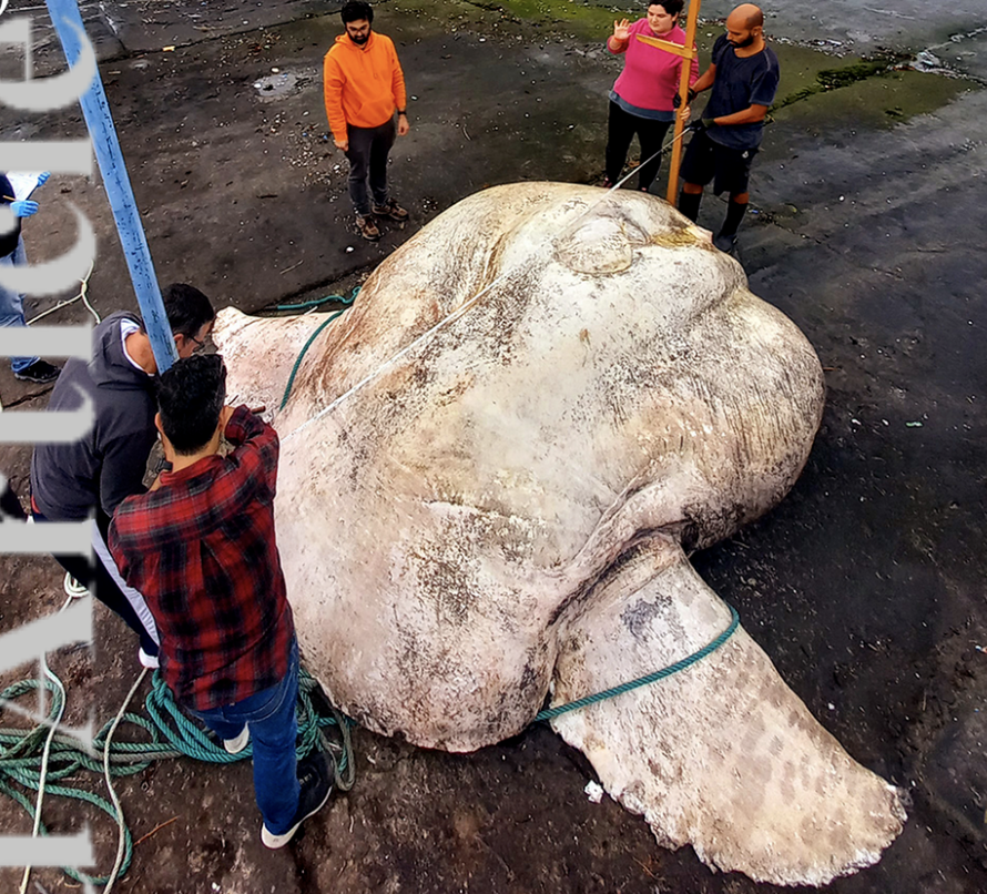 Açores. Peixe-lua que deu à costa é o maior do mundo