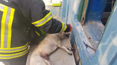 Setúbal. Dois cães resgatados de casa em chamas