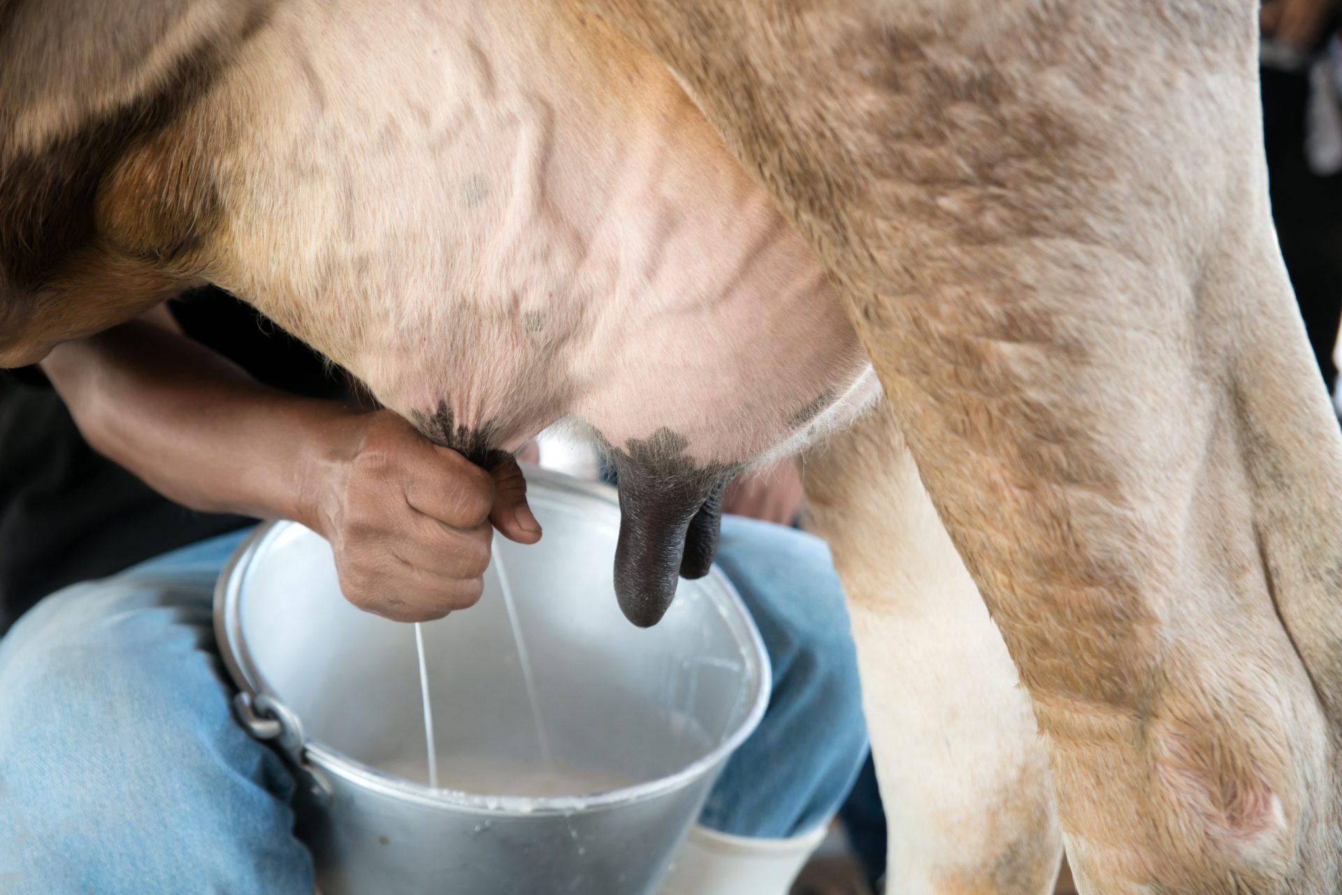 Vacas de cartão alertam para a crise do setor do leite