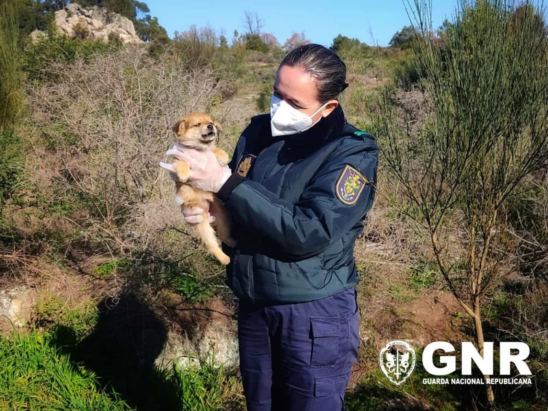 Cães recém-nascidos abandonados na EN232 resgatados pela GNR