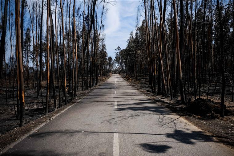 Decisão sobre processo de reconstrução das casas de Pedrógão conhecido na próxima segunda-feira