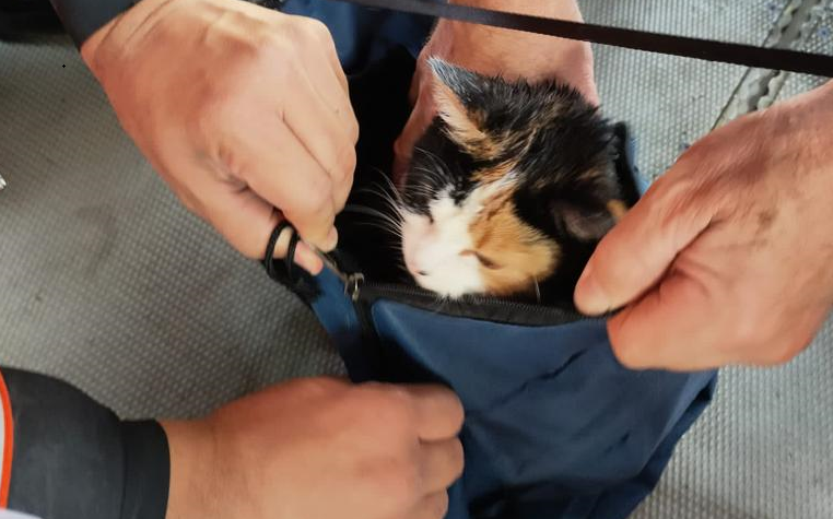 Força Aérea resgata gato e duas pessoas em alto mar