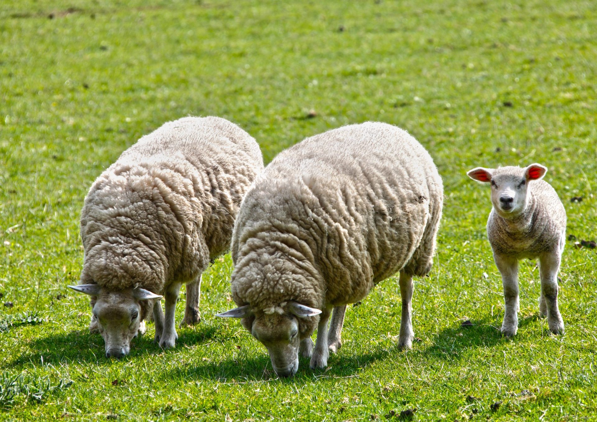 Alemanha faz apelo à vacinação através de cabras e ovelhas