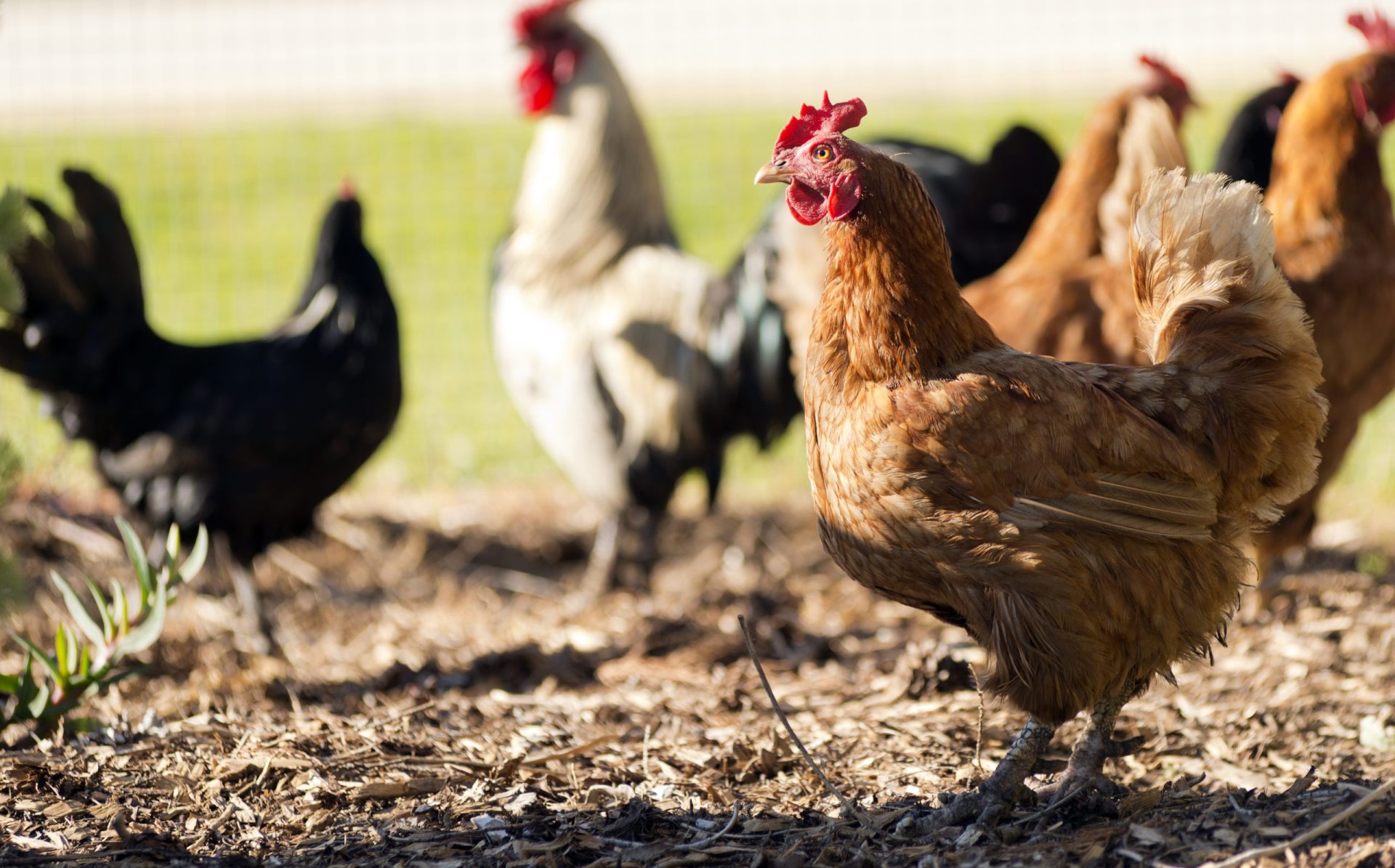 Portugal com quinto foco de gripe das aves