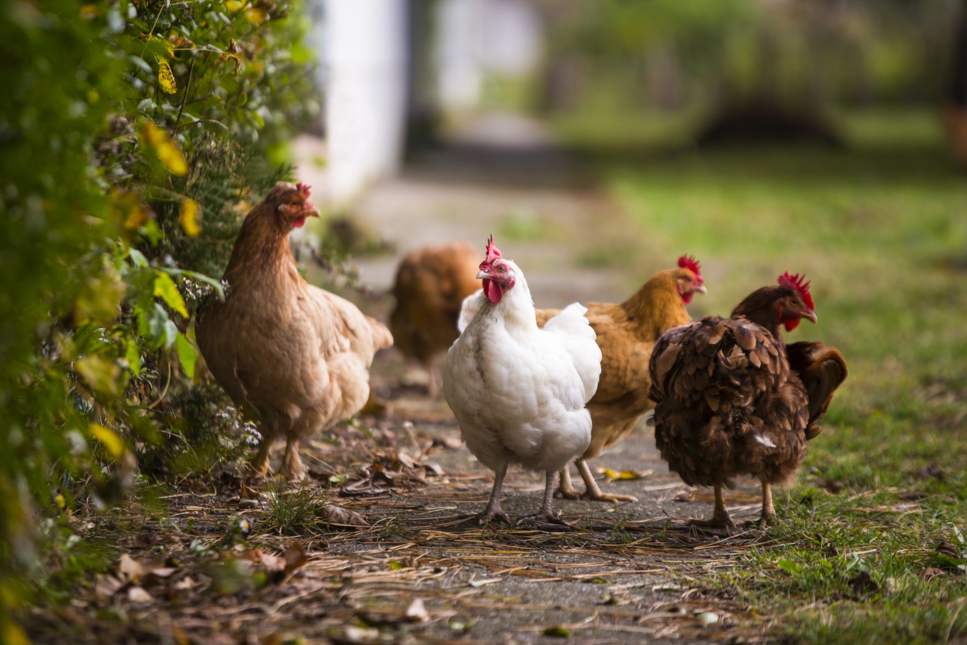 Torres Vedras. Confirmado foco de gripe das aves