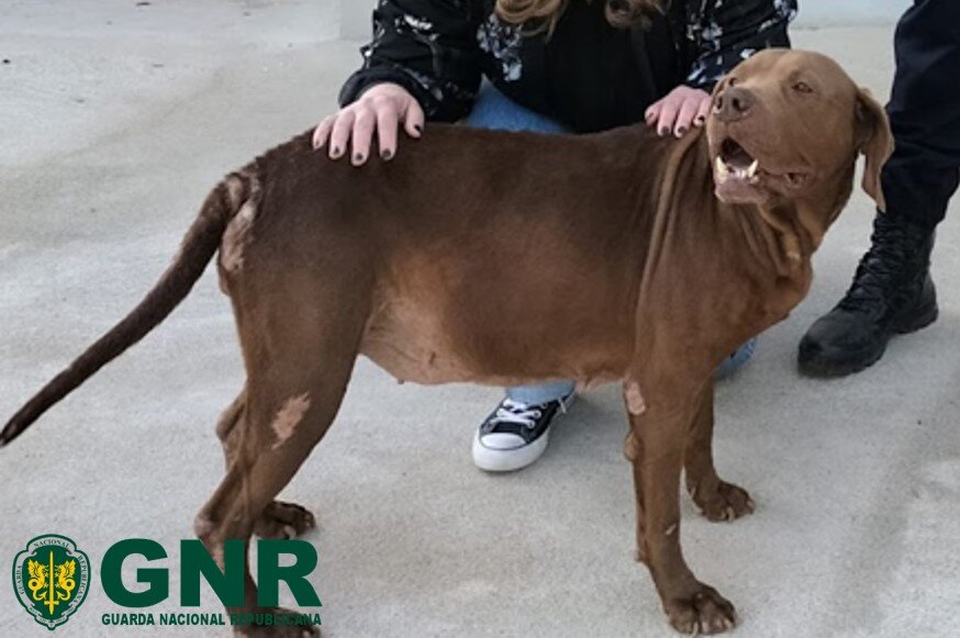 Cão furtado volta a encontrar os donos quatro anos depois