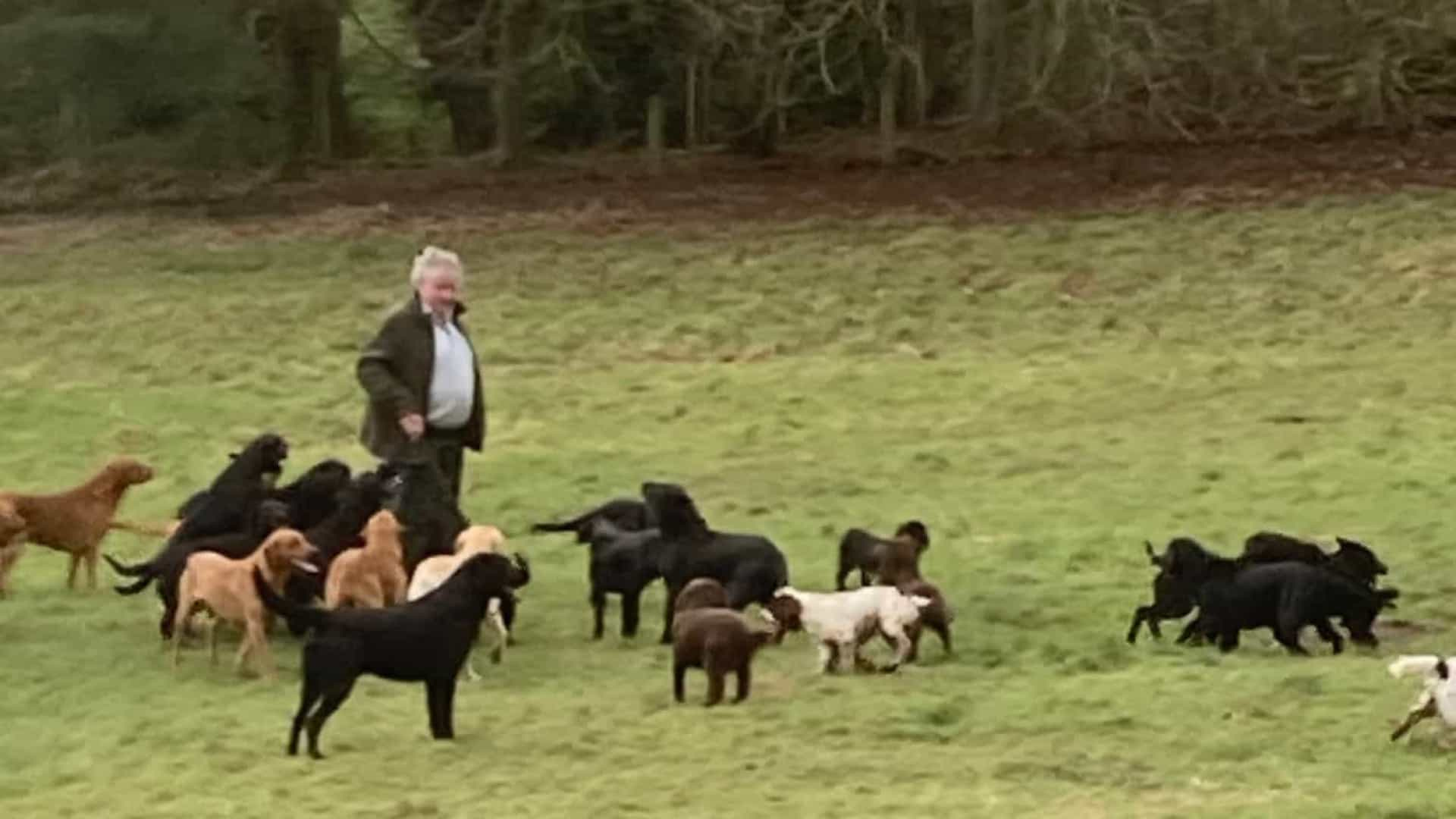 Treze cães morrem eletrocutados em Inglaterra