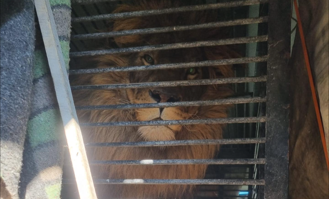 Leão e tigre que ficaram abandonados na Ucrânia foram resgatados