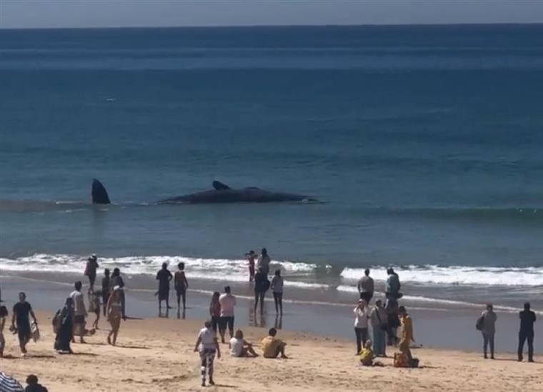 Almada. Autoridades de saúde interditam zona da praia da Fonte da Telha onde esteve baleia