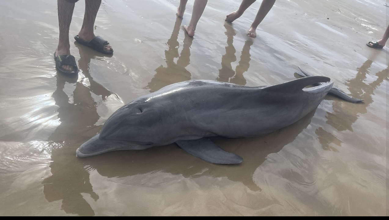 Golfinho morre após ter sofrido maus tratos por banhistas