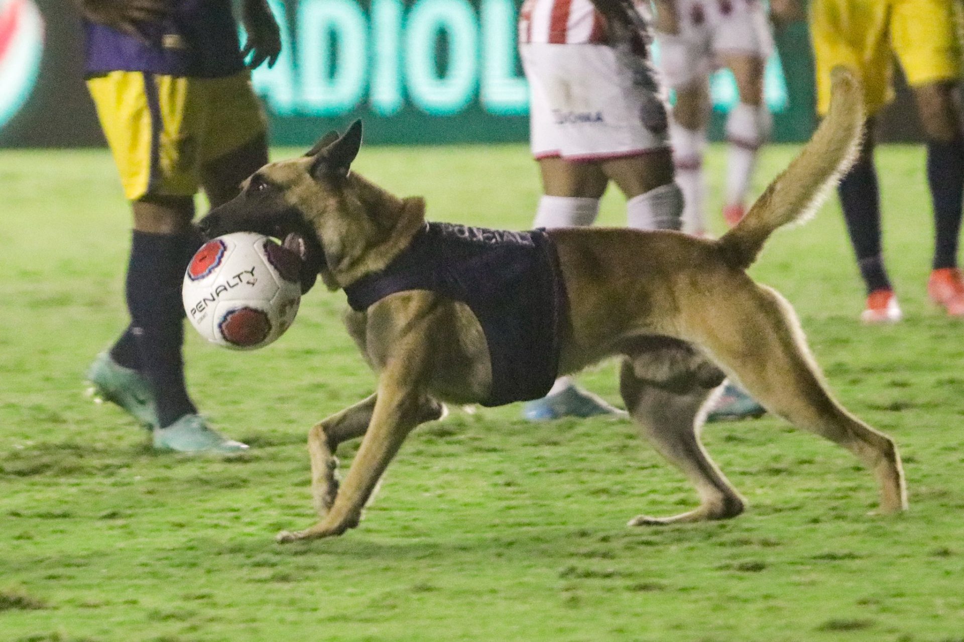 Brasil. Cão da polícia militar invade relvado em final de campeonato