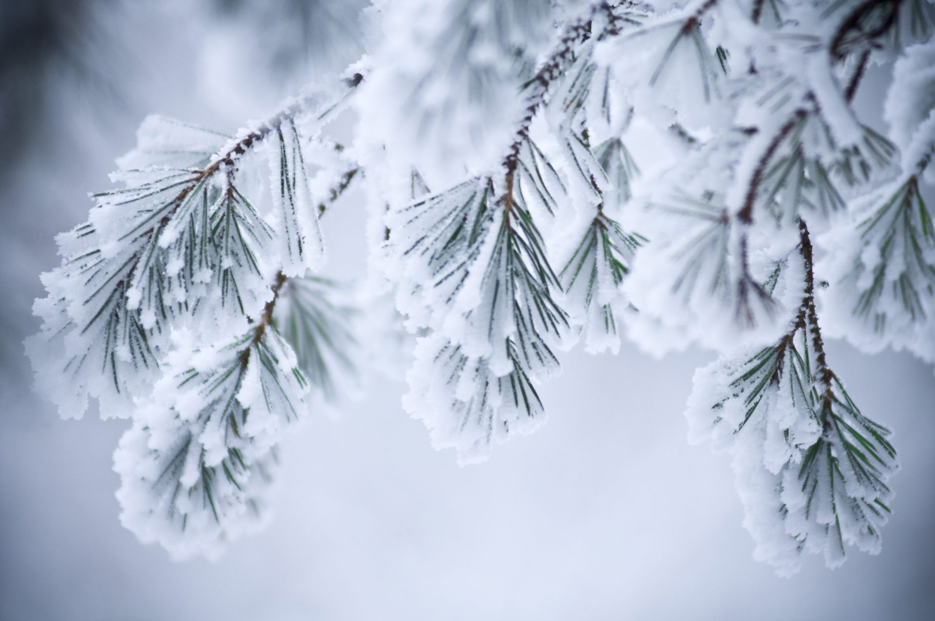 Madeira. Neve pinta de branco pontos mais altos da ilha