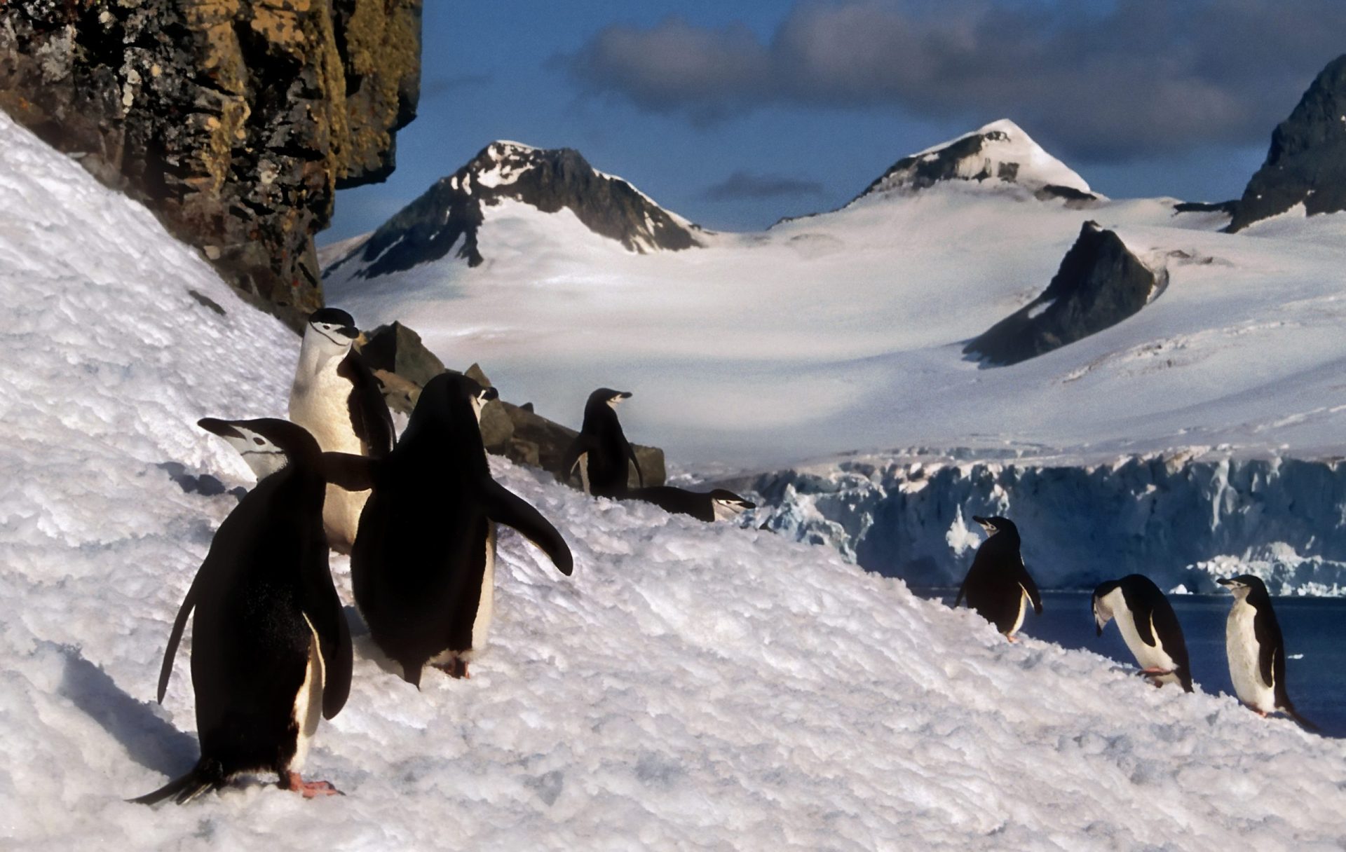 Associação de caridade contrata pessoas que irem contar pinguins para a Antártica