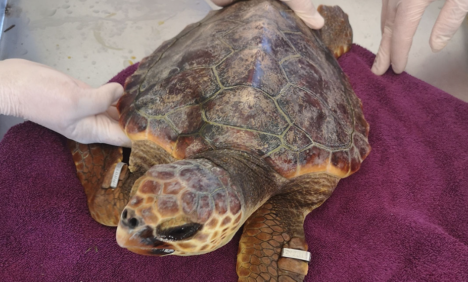 “Mais uma história com Final Feliz!.” Tartaruga encontrada presa em redes de pesca devolvida ao mar