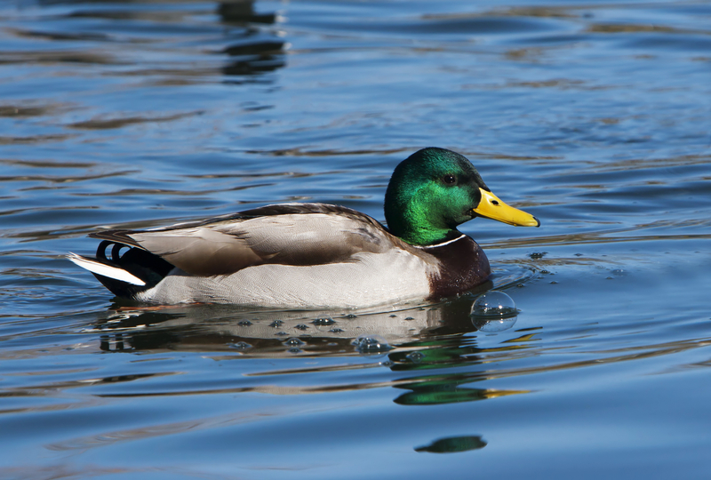 Estados Unidos. Pato ajuda a descobrir corpo de idosa desaparecida