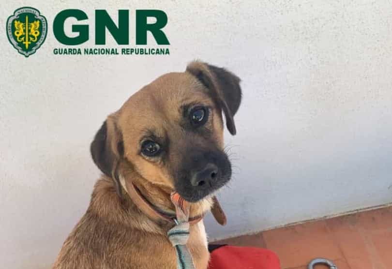 GNR resgata numa arriba cão que estava desaparecido desde 2 de maio