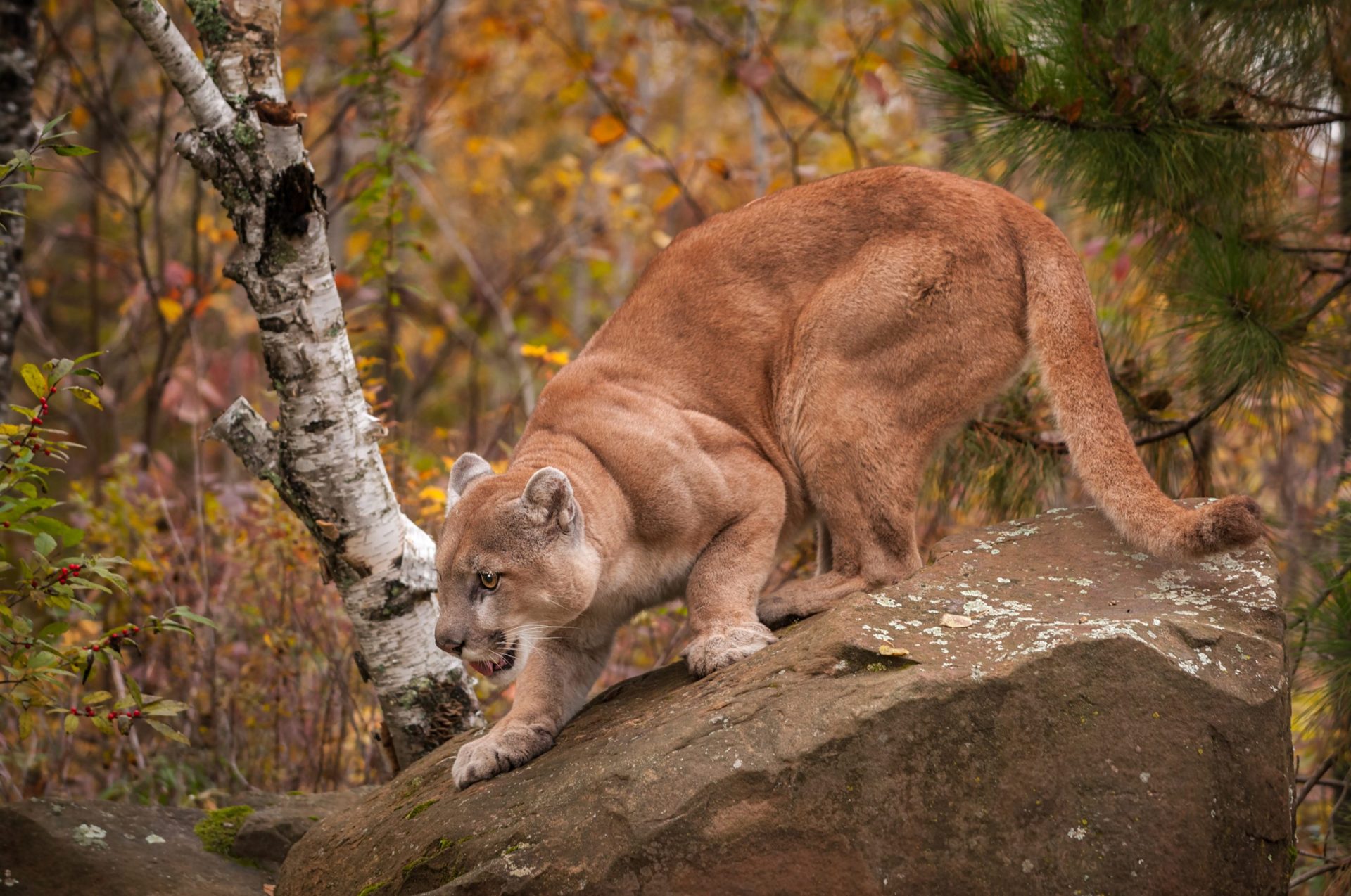 EUA. Criança sobrevive após ser atacada por puma