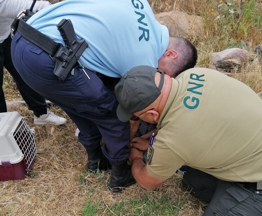 Pinhel. GNR resgata gato preso numa armadilha
