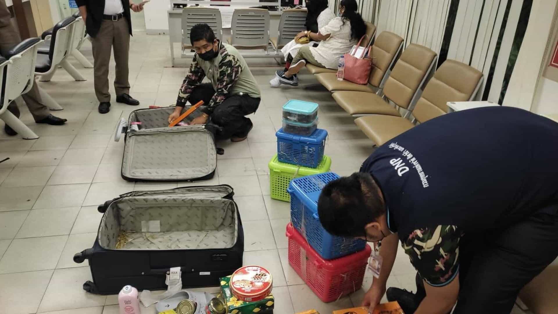 Mais de 100 animais selvagens encontrados nas bagagens de duas indianas num aeroporto da Tailândia