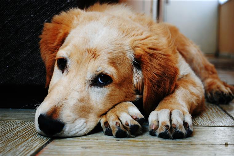 Homem proibido de ter animais durante 6 anos