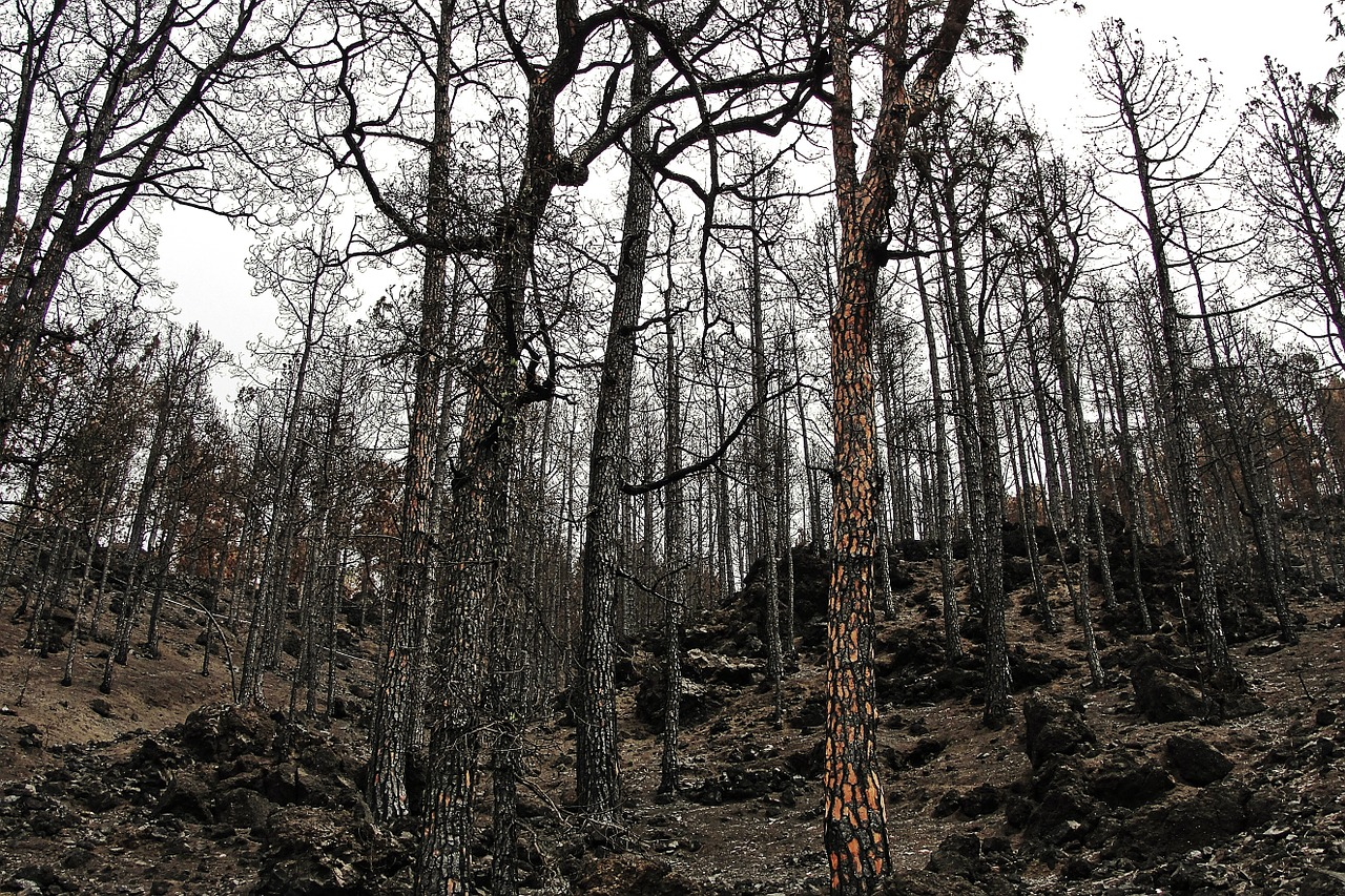 Anadia. Detido suspeito de atear incêndios florestais