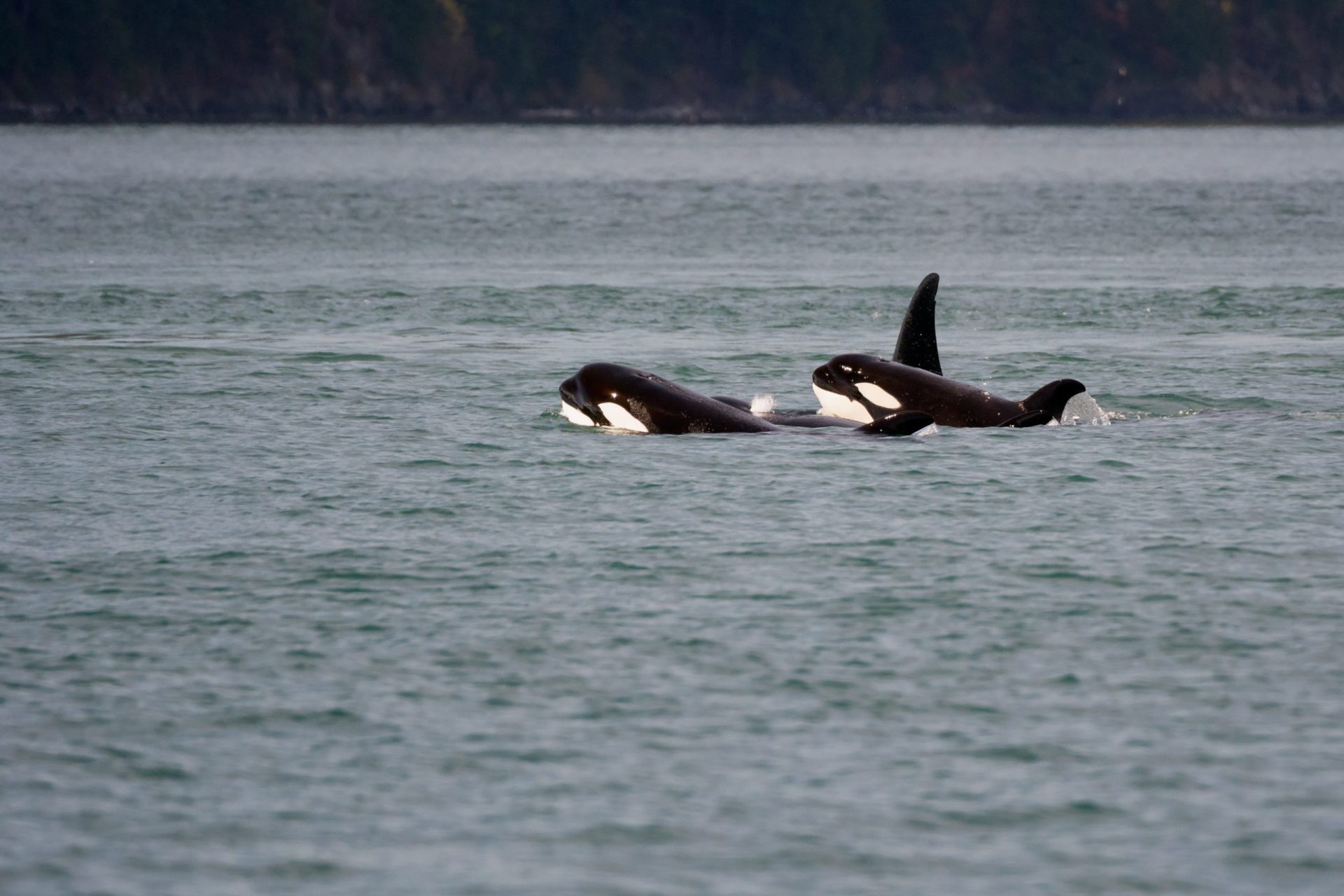 “Foi tudo muito rápido”. Orcas afundam veleiro ao largo de Sines