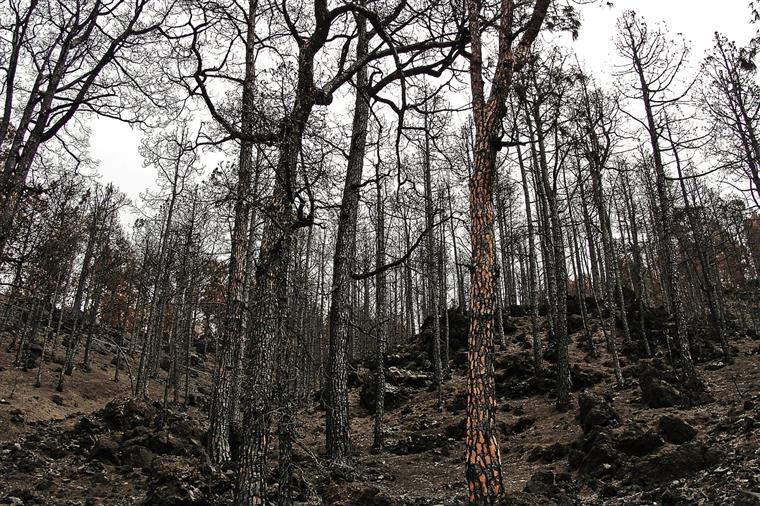 Serra da Estrela. Situação de calamidade publicado em Diário da República