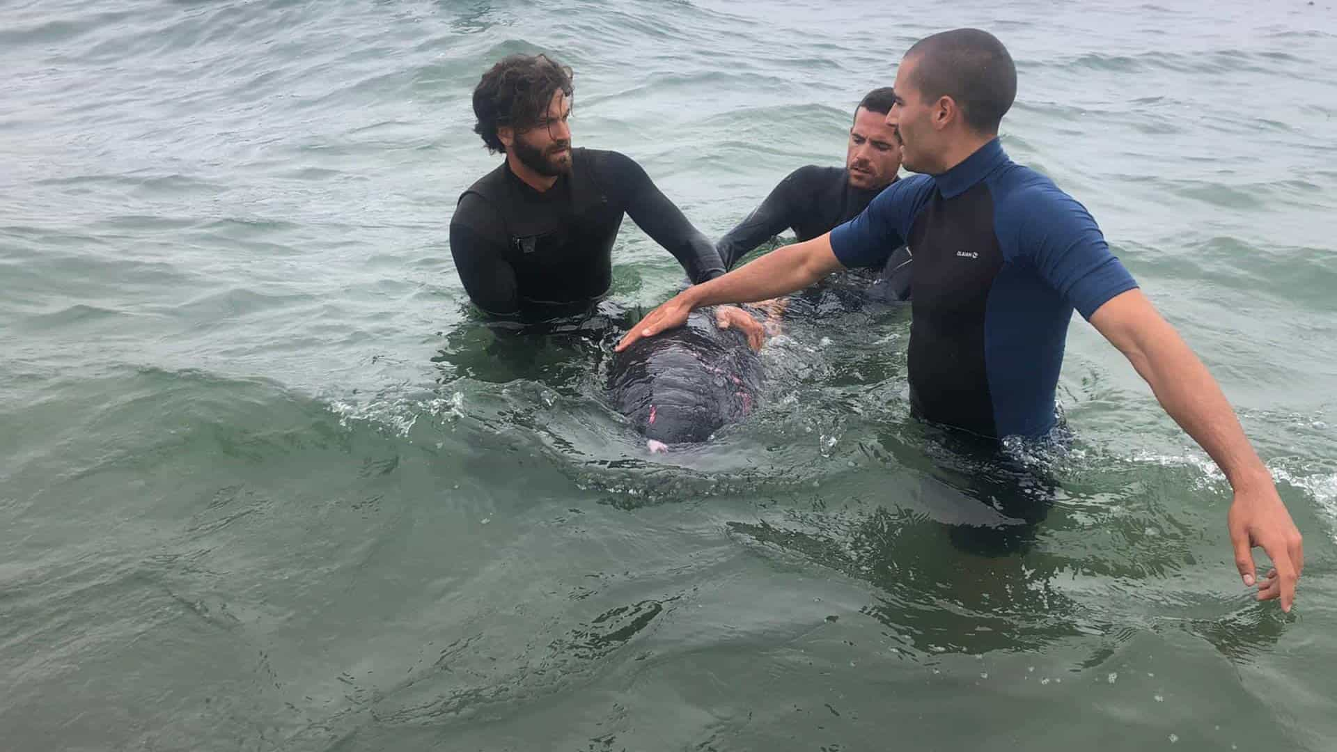 Aveiro. Cachalote-pigmeu resgatado com ferimentos na cabeça