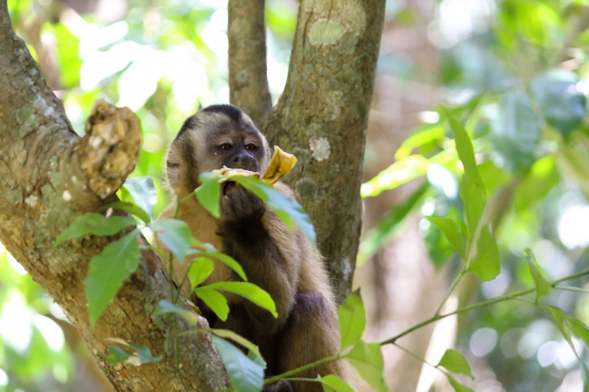 Monkeypox. OMS lamenta ataques contra macacos no Brasil e garante que surto não está relacionado com estes animais