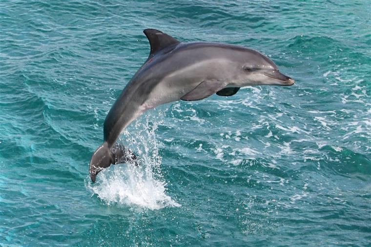Galiza. Baleia bebé e vários golfinhos encontrados mortos