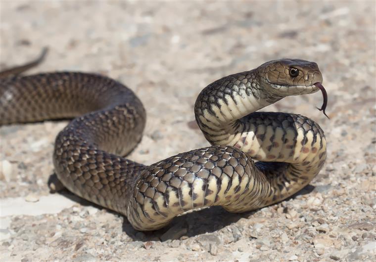 Jovem morre 20 minutos depois de ter sido mordida por cobra venenosa